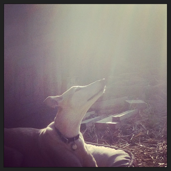 A little Oliver and Morning Sunbeam...go a longggg way